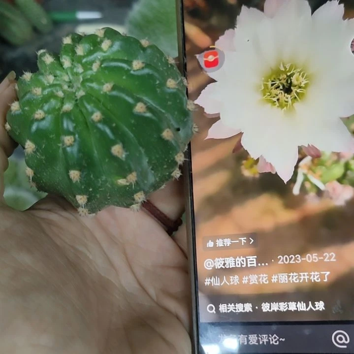 仙人球丽花冰美人侧芽