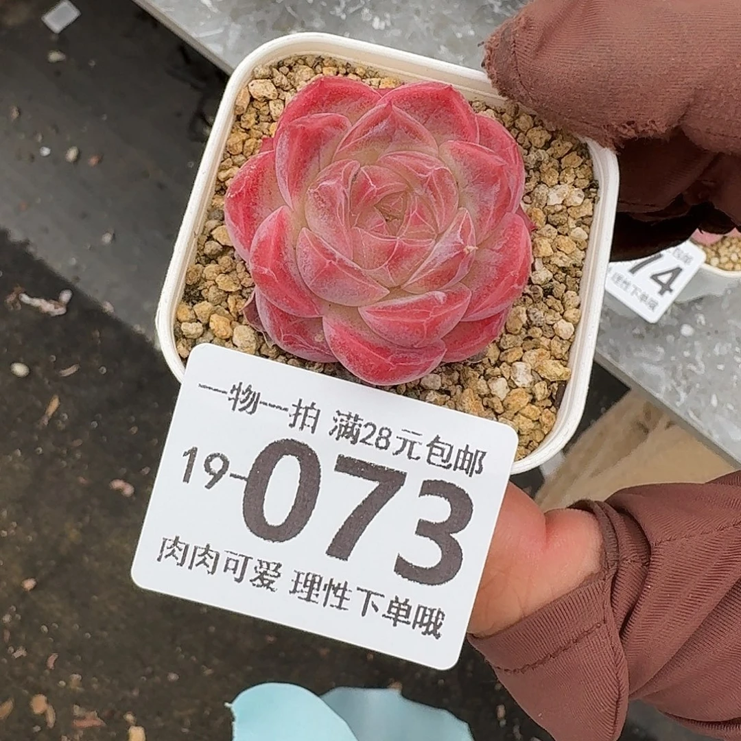 桔子糖无盆土发货无盆