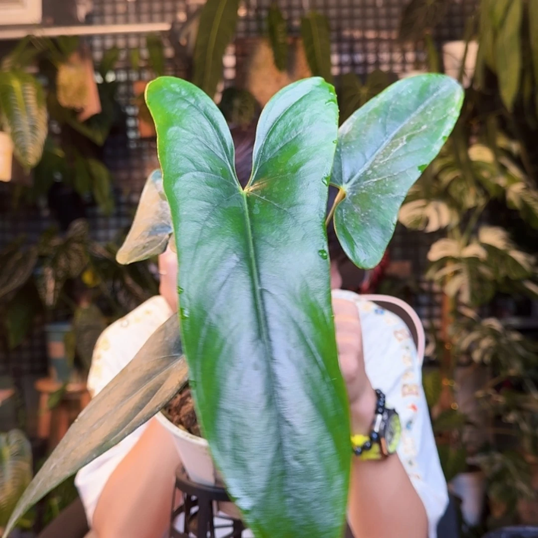 玐***玐完全开放一物一拍I142