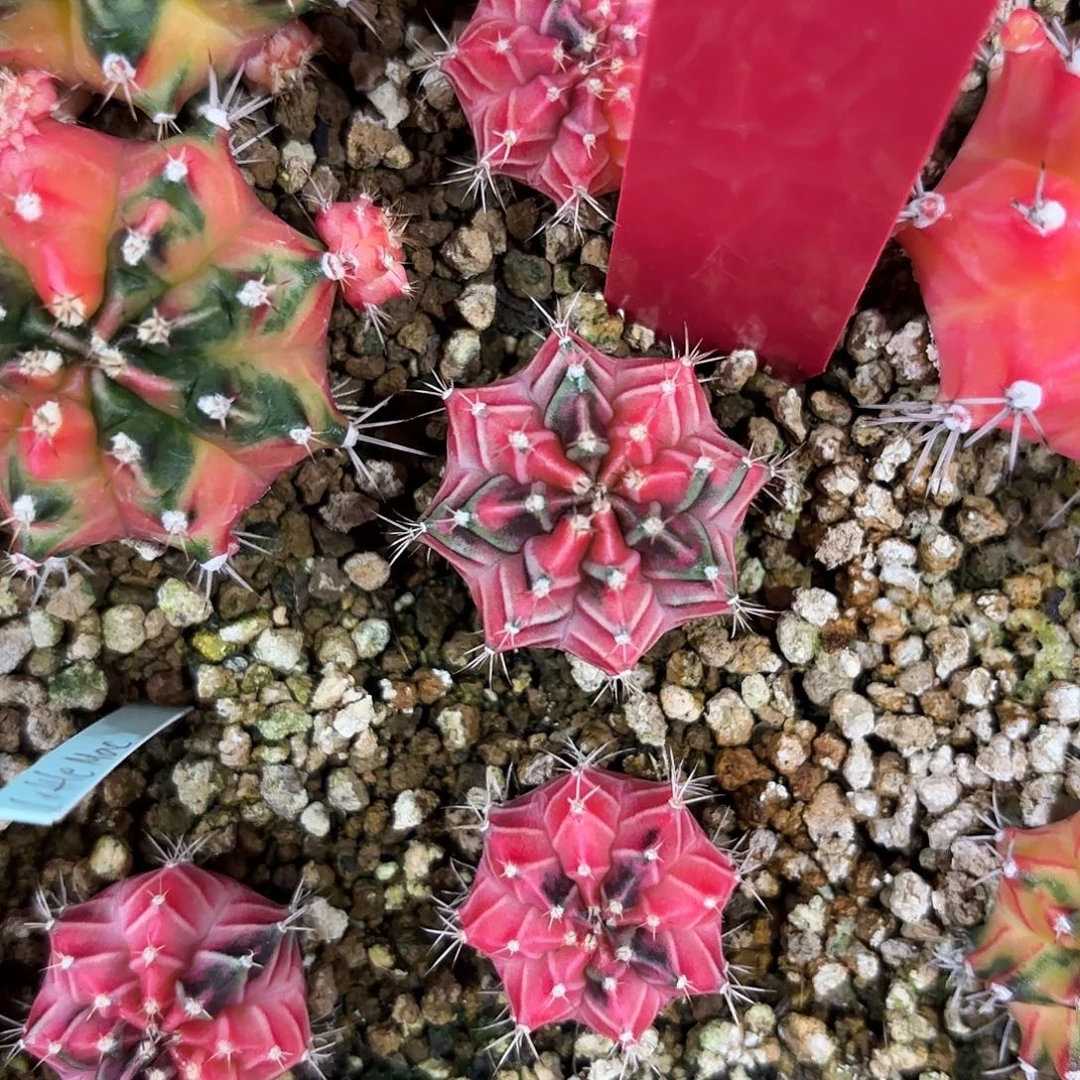 A***R79-0828泰国发货 彩虹梦