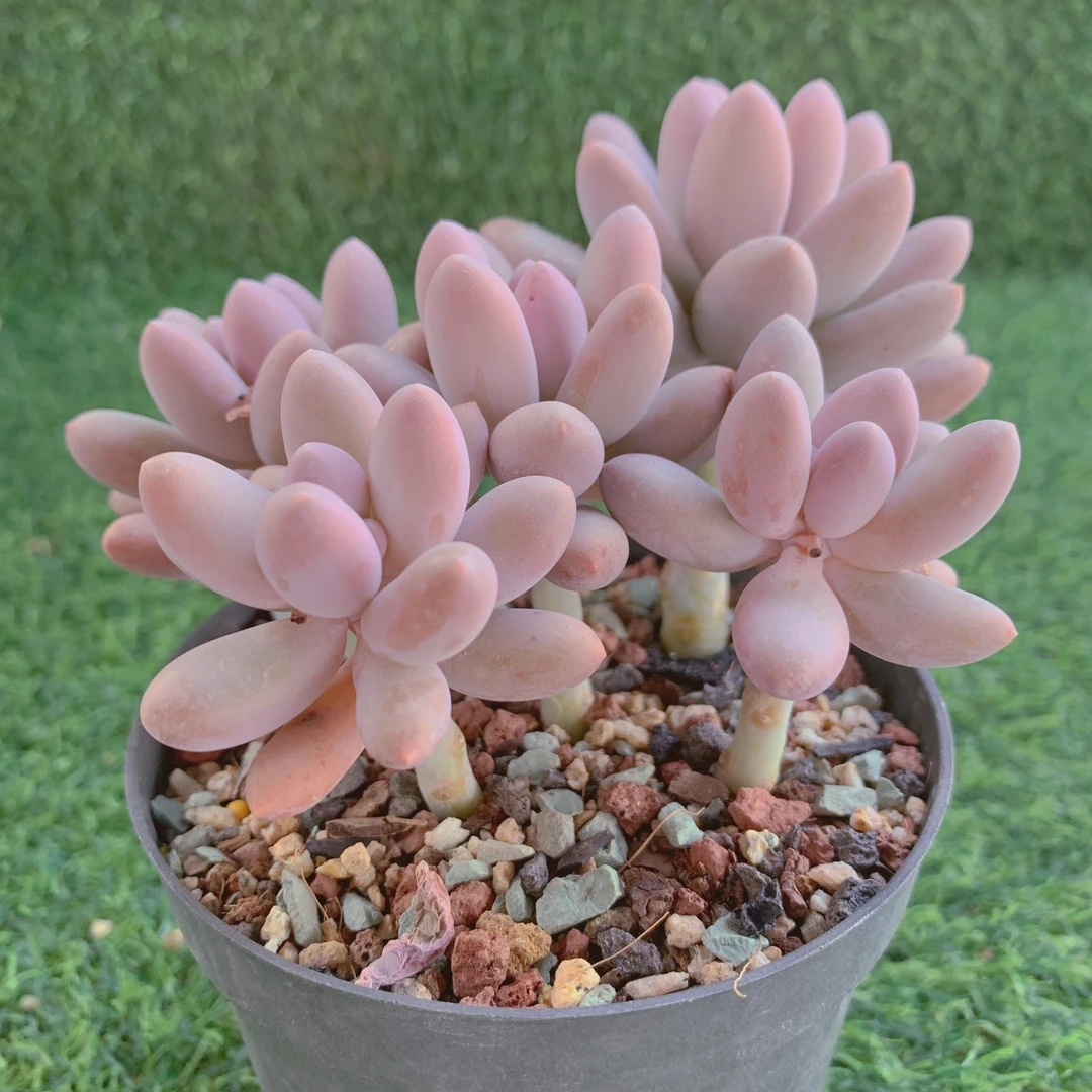 汤圆群 8-10CM【花界草堂】精品多肉 植物盆栽 双11一单包邮