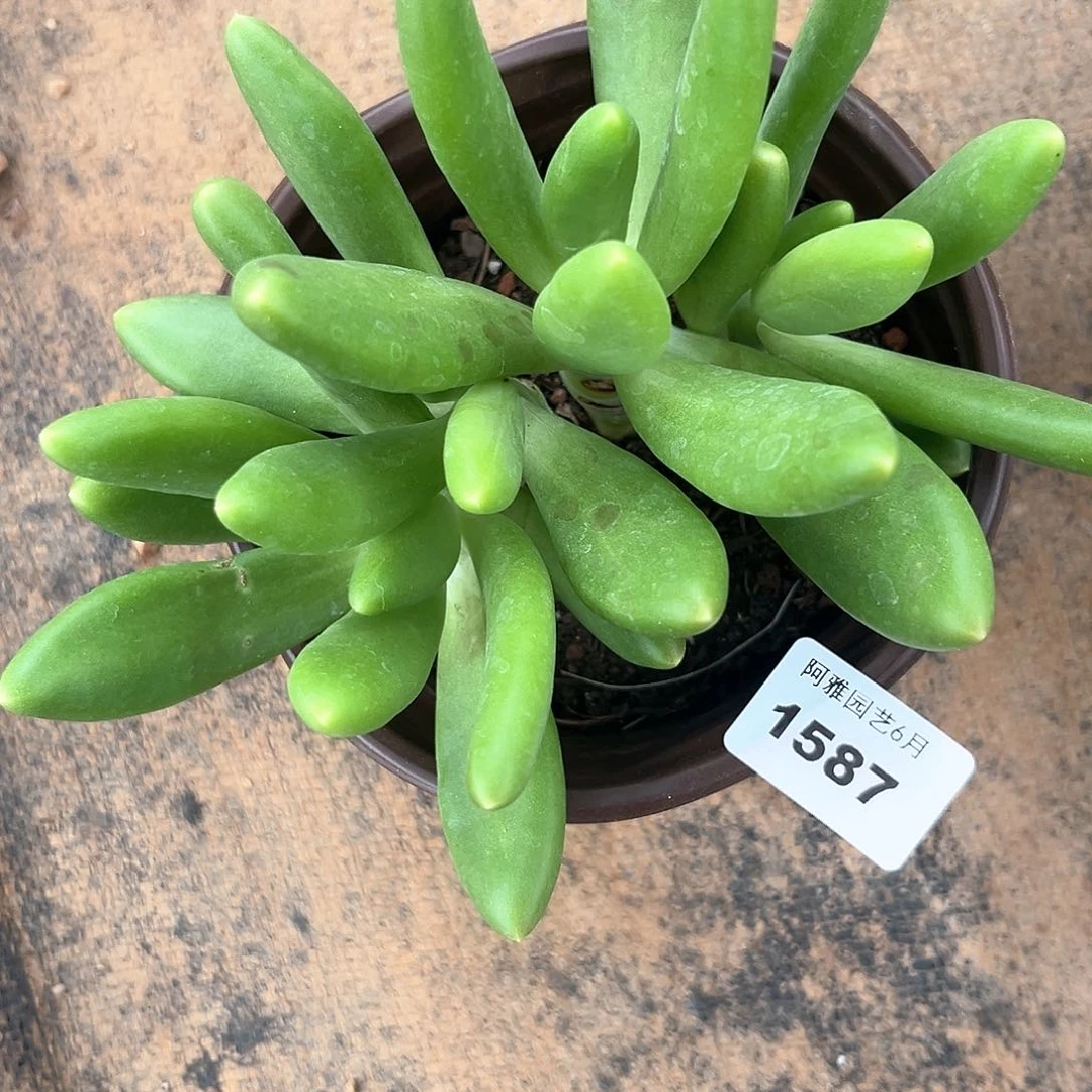 阿雅园艺。   1587芒果美人