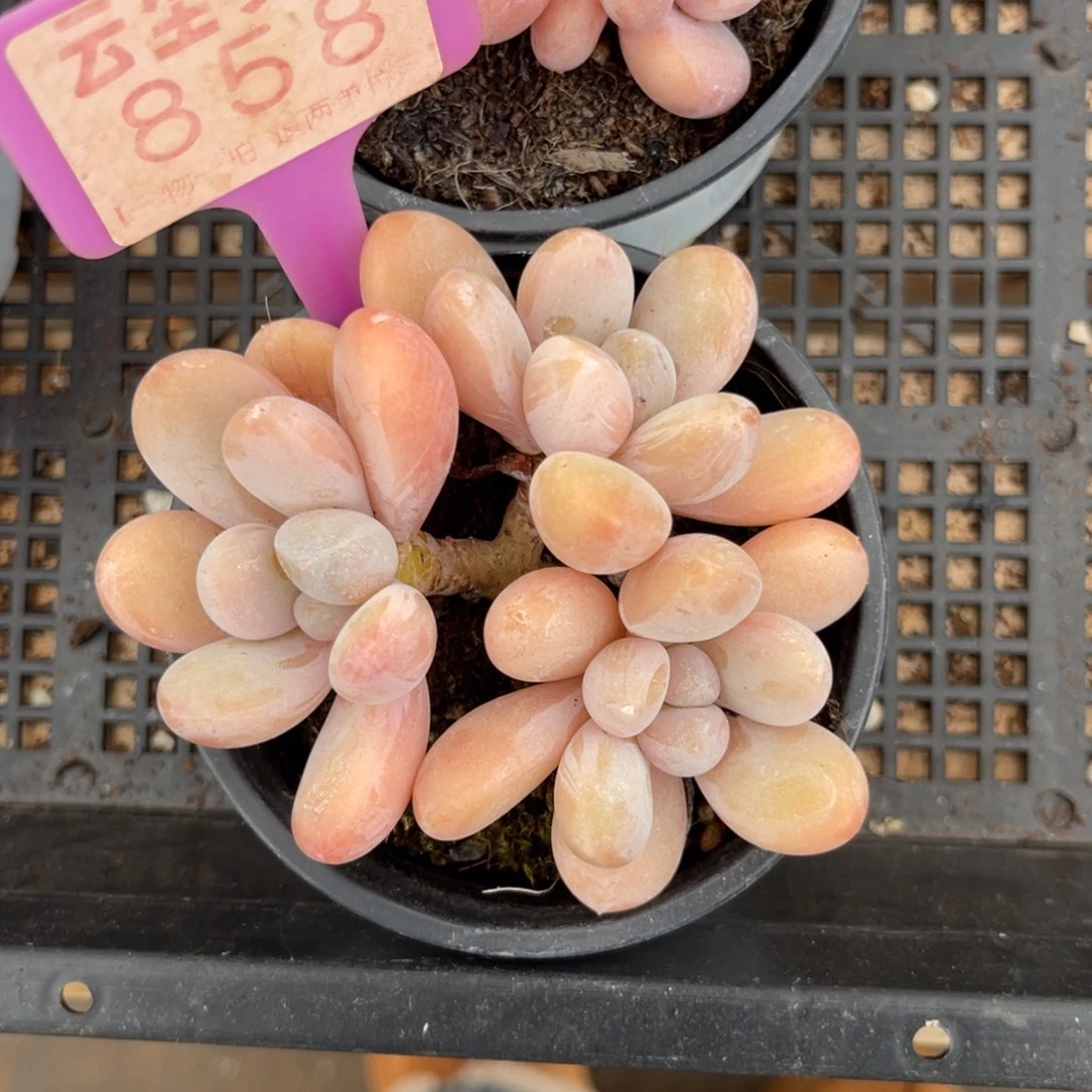 开***心云尘多肉一物一拍858