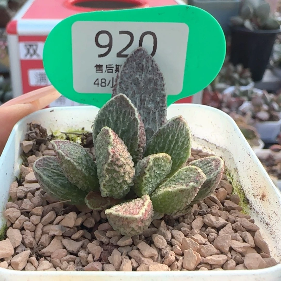 朱雀。      920。