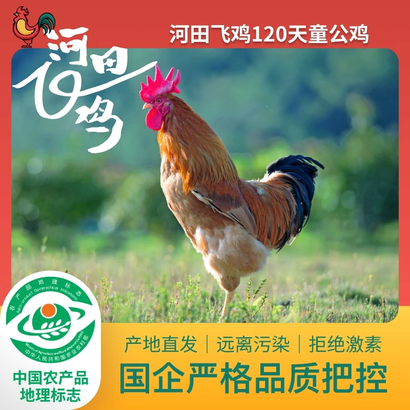 河田鸡国营河田飞鸡河田鸡农家散养120天1200g公鸡鸡鲜土鸡走地鸡非笼养鸡肉同城送鸡肉同城配