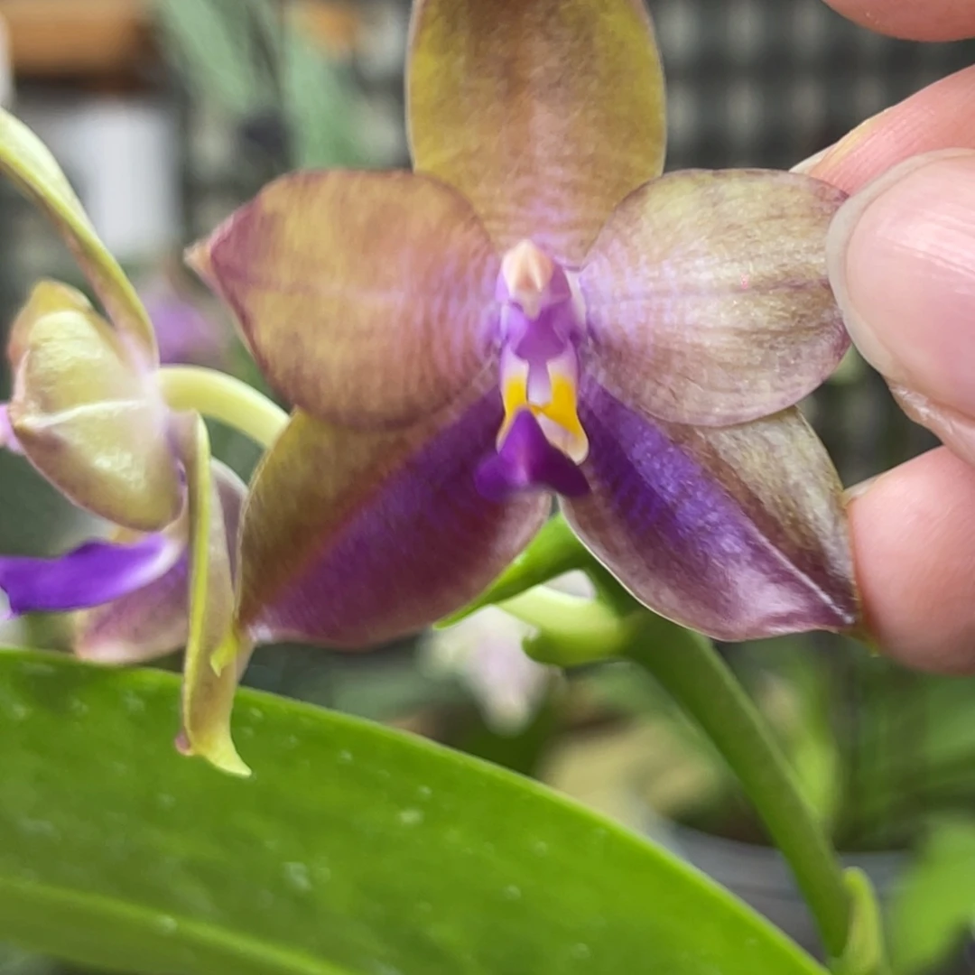 完全开放K22191-989