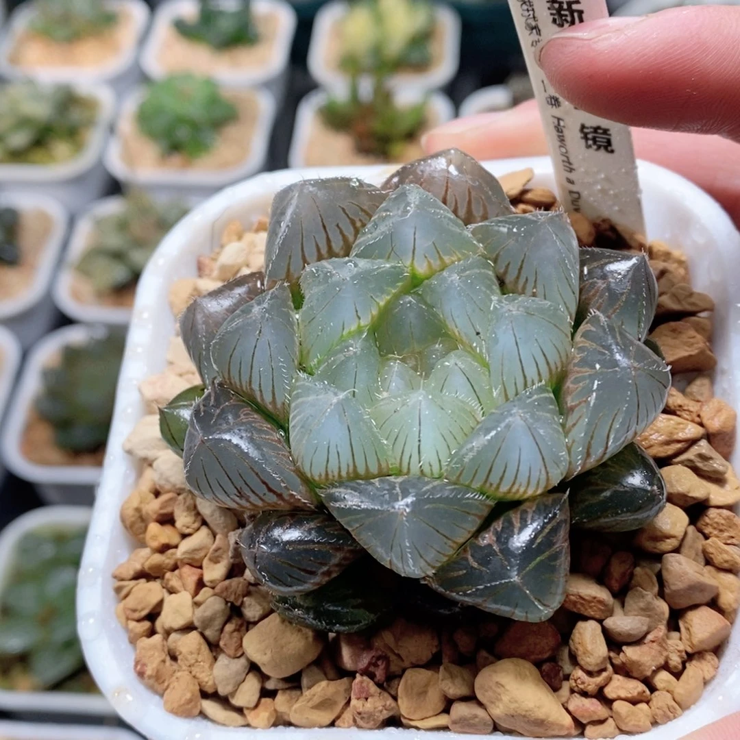 新版蓝镜玉露多肉植物