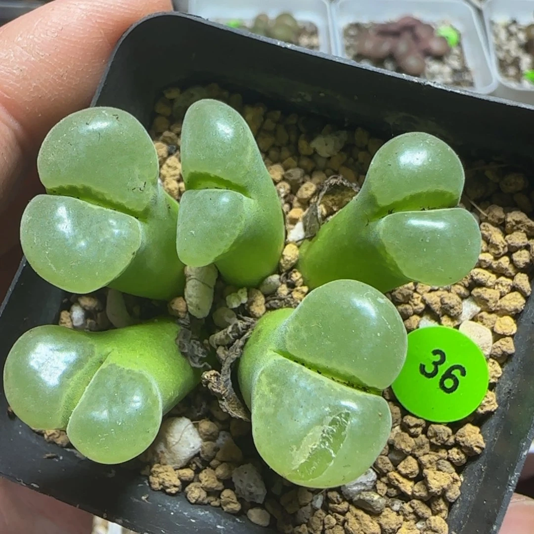 漂漂亮亮多肉植物36