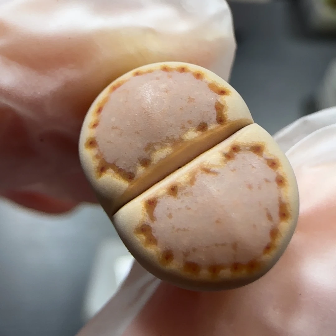 12.11  c24饼干。5005