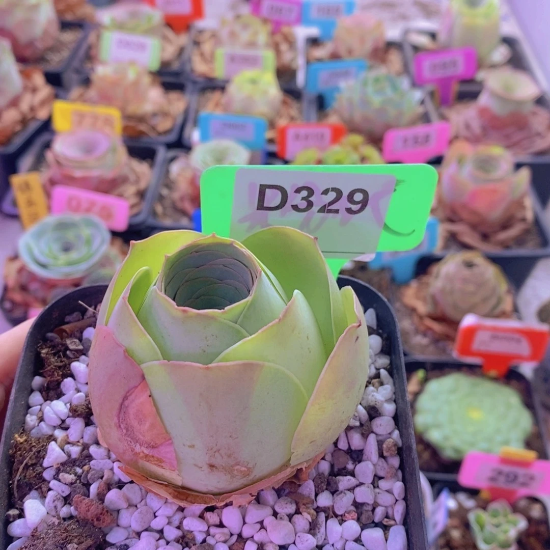 山地玫瑰一物一拍盛夏329