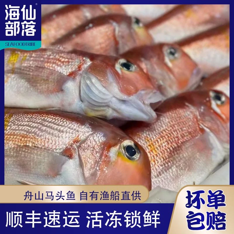 【顺丰速运】舟山大红马头鱼新鲜海钓 海捕肉质鲜嫩 顺丰发货