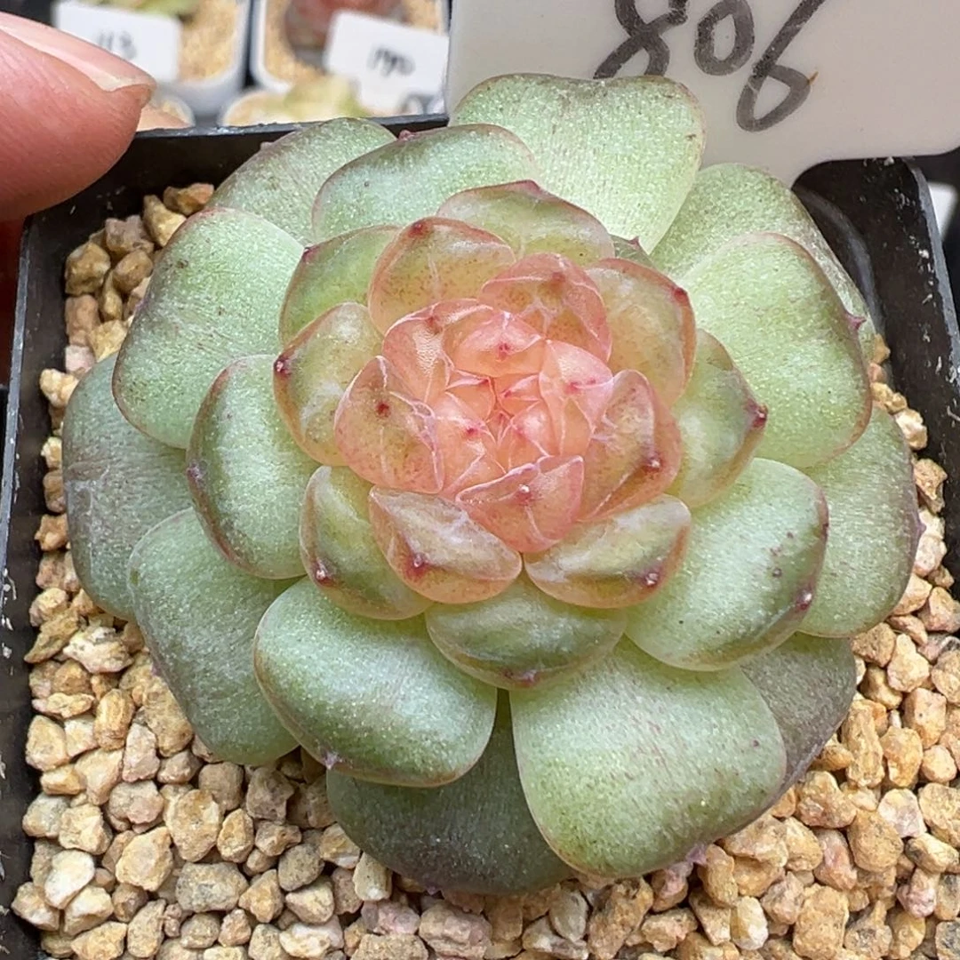 806号风花雪月系列流萤