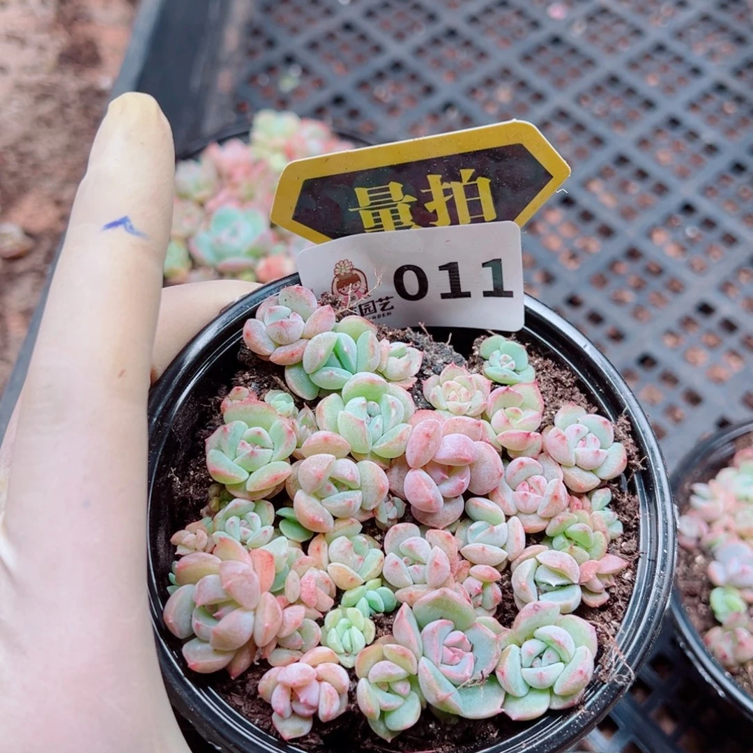 多肉植物多肉植物