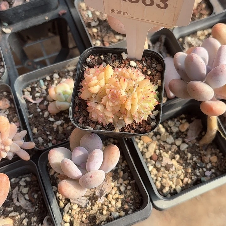 娇*d g f s g ju f 383