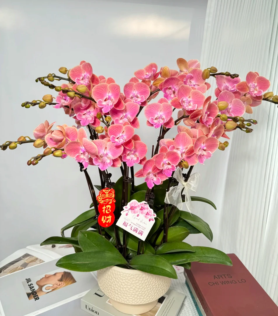 蝴蝶兰《唯美》稀有三文鱼色 欧洲高品 鲜花绿植 送人送礼 首选好花