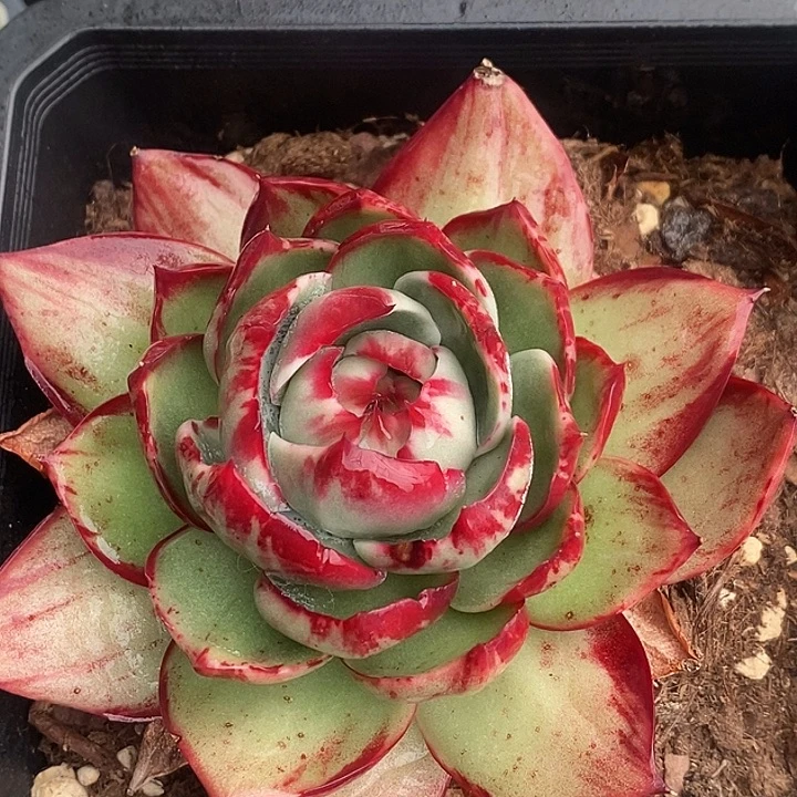 惊鸿仙子多肉植物