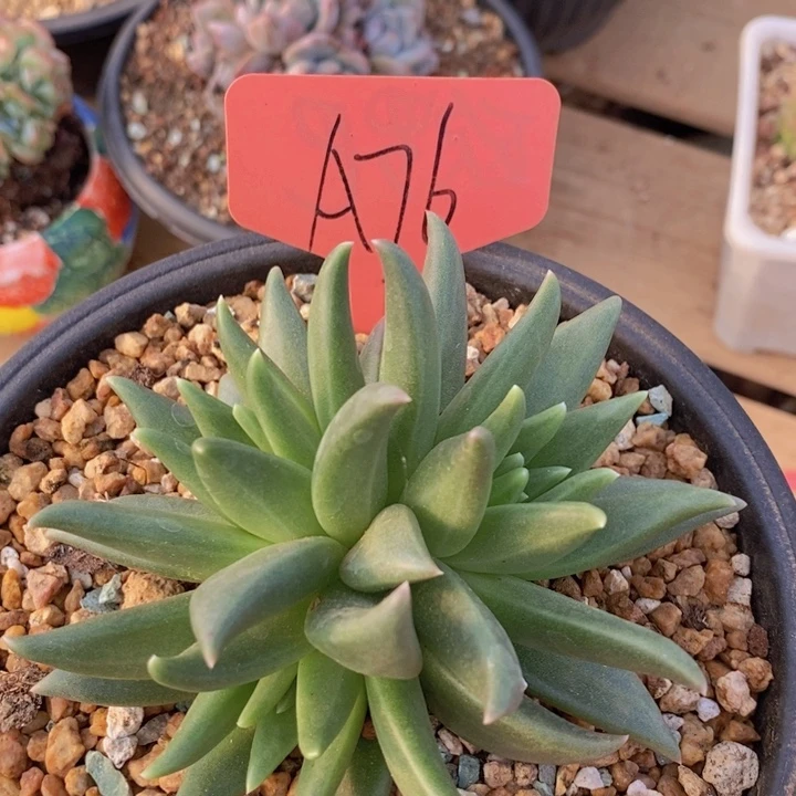 你们吃啥好吃不得