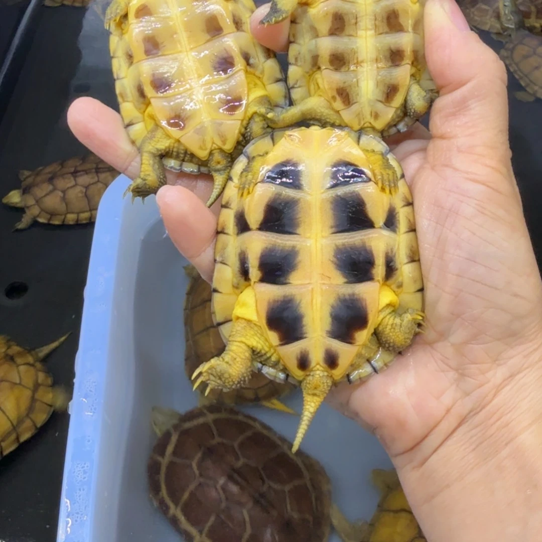 公母搭配宠物龟小***?