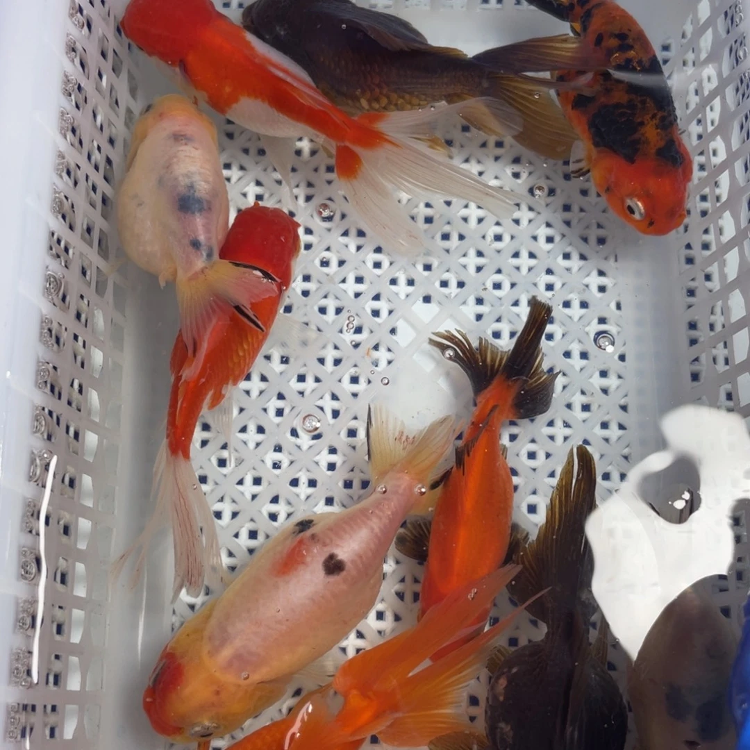 海水鱼花泰狮金鱼31