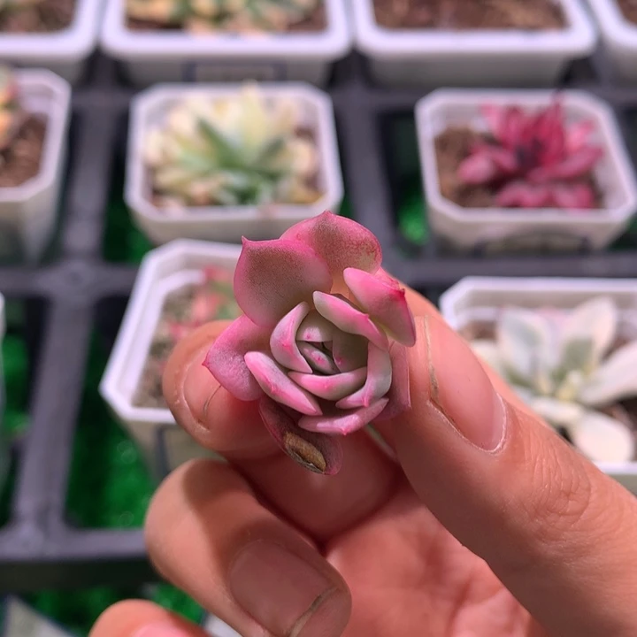 粉水晶锦，锦哥多肉