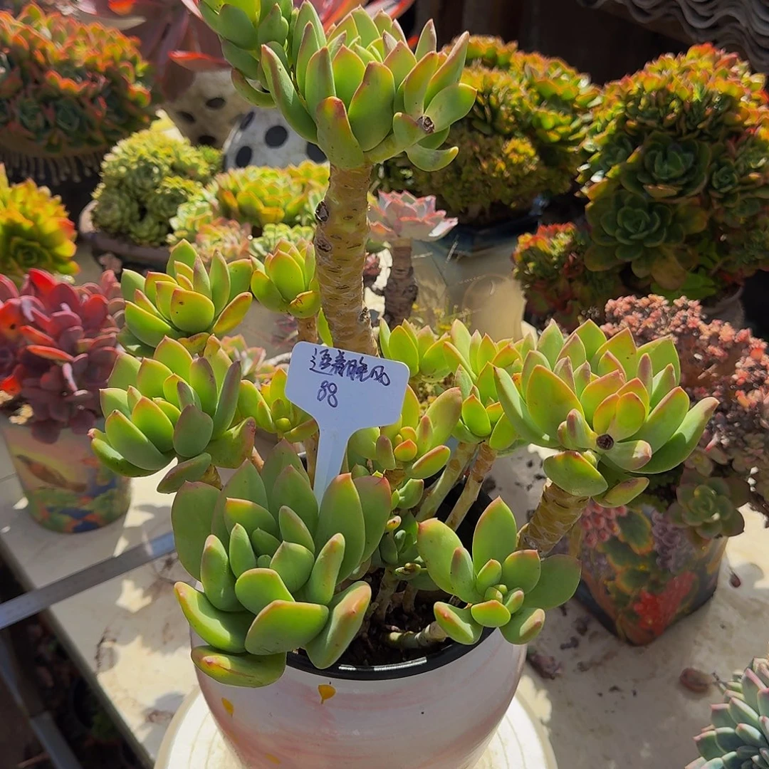 海洋之歌杂交老庄