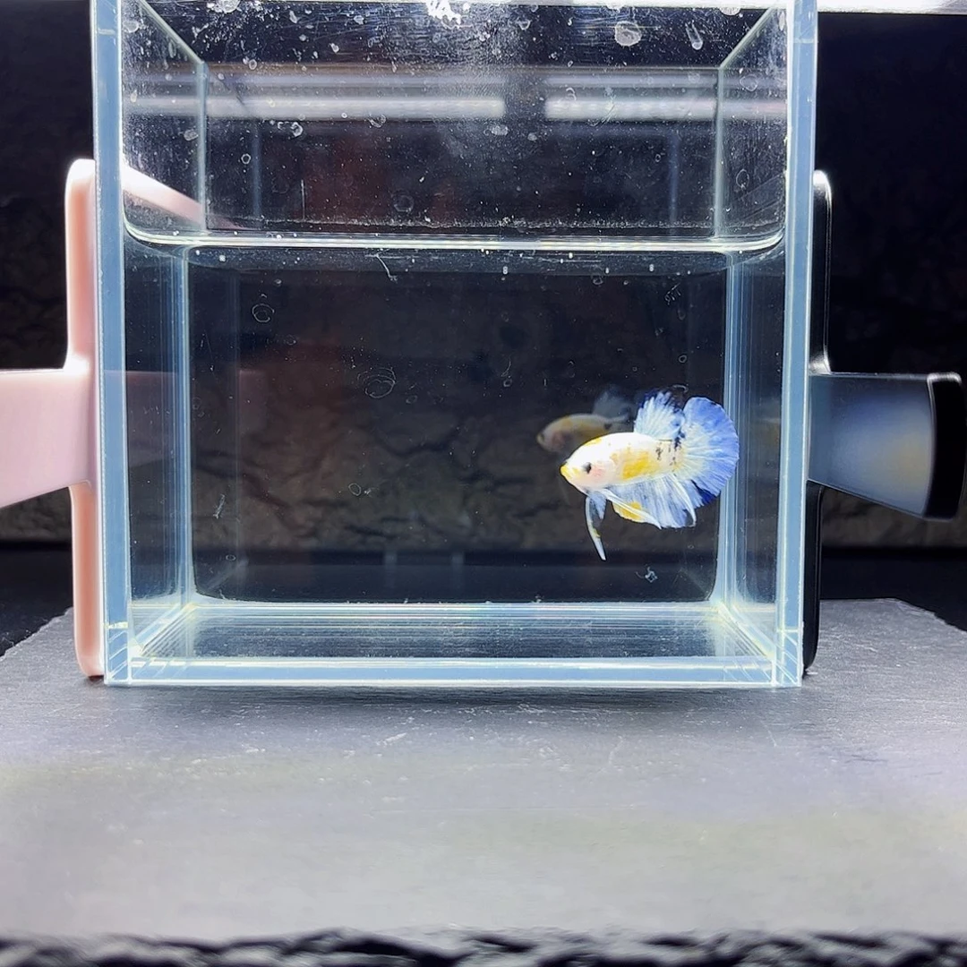 J***a海水宙斯斗鱼竞拍09-15