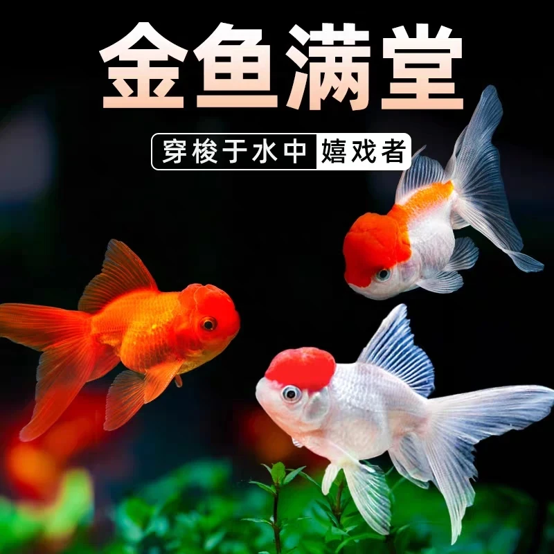 大尺寸国粹金鱼2-5公分 21条皮实好养观赏鱼冷水鱼水族活体