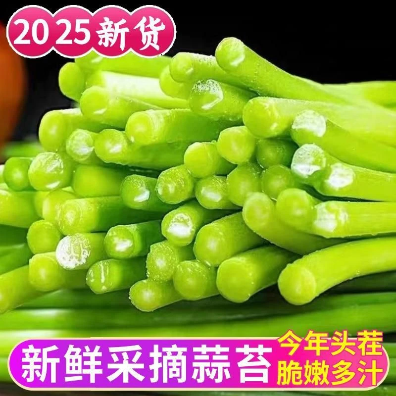 2025头茬蒜台新鲜蒜苔农家露天种植新鲜采摘