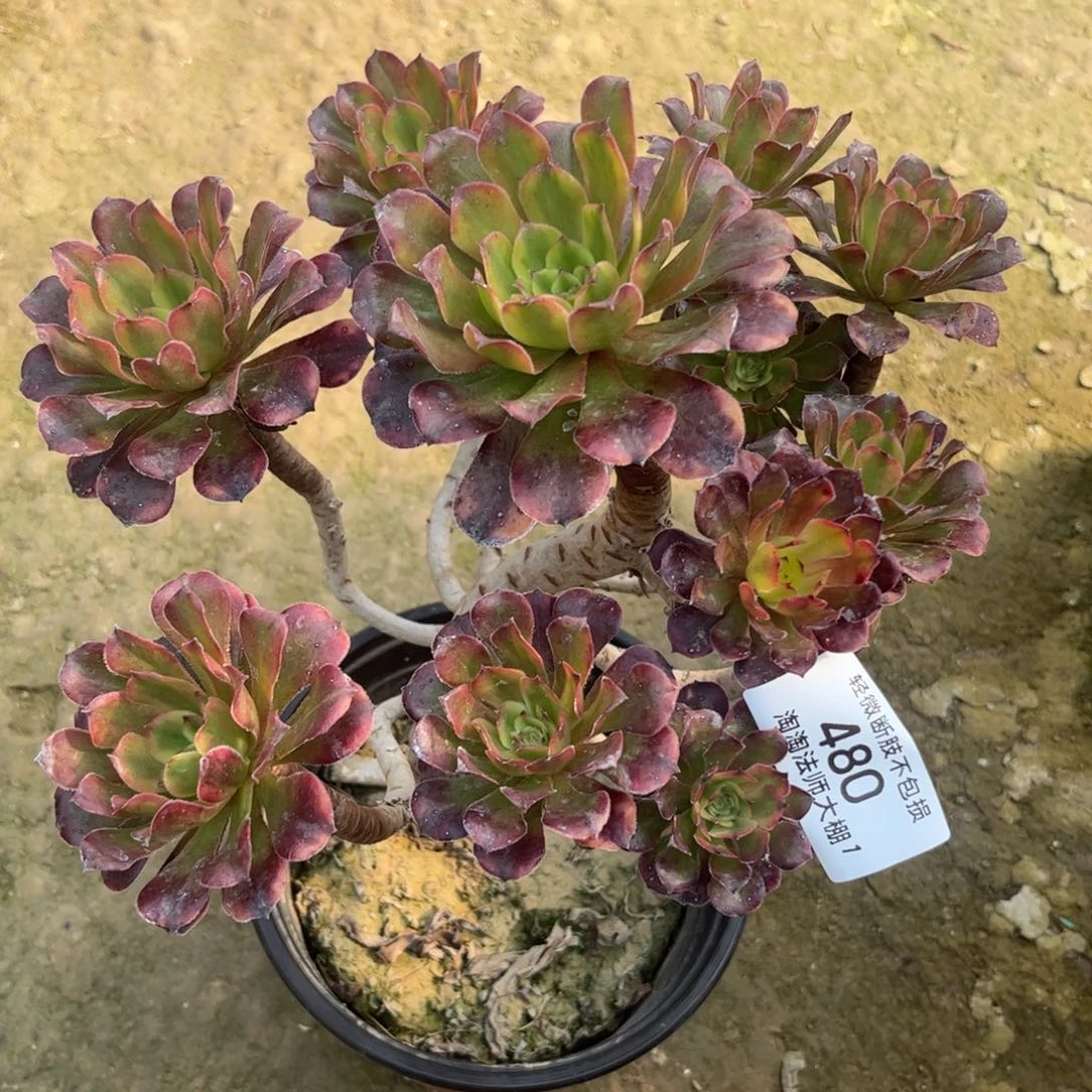 480维纳斯多肉植物法师