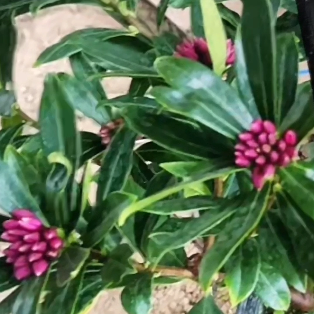 金边瑞香 极其浓香 二十五