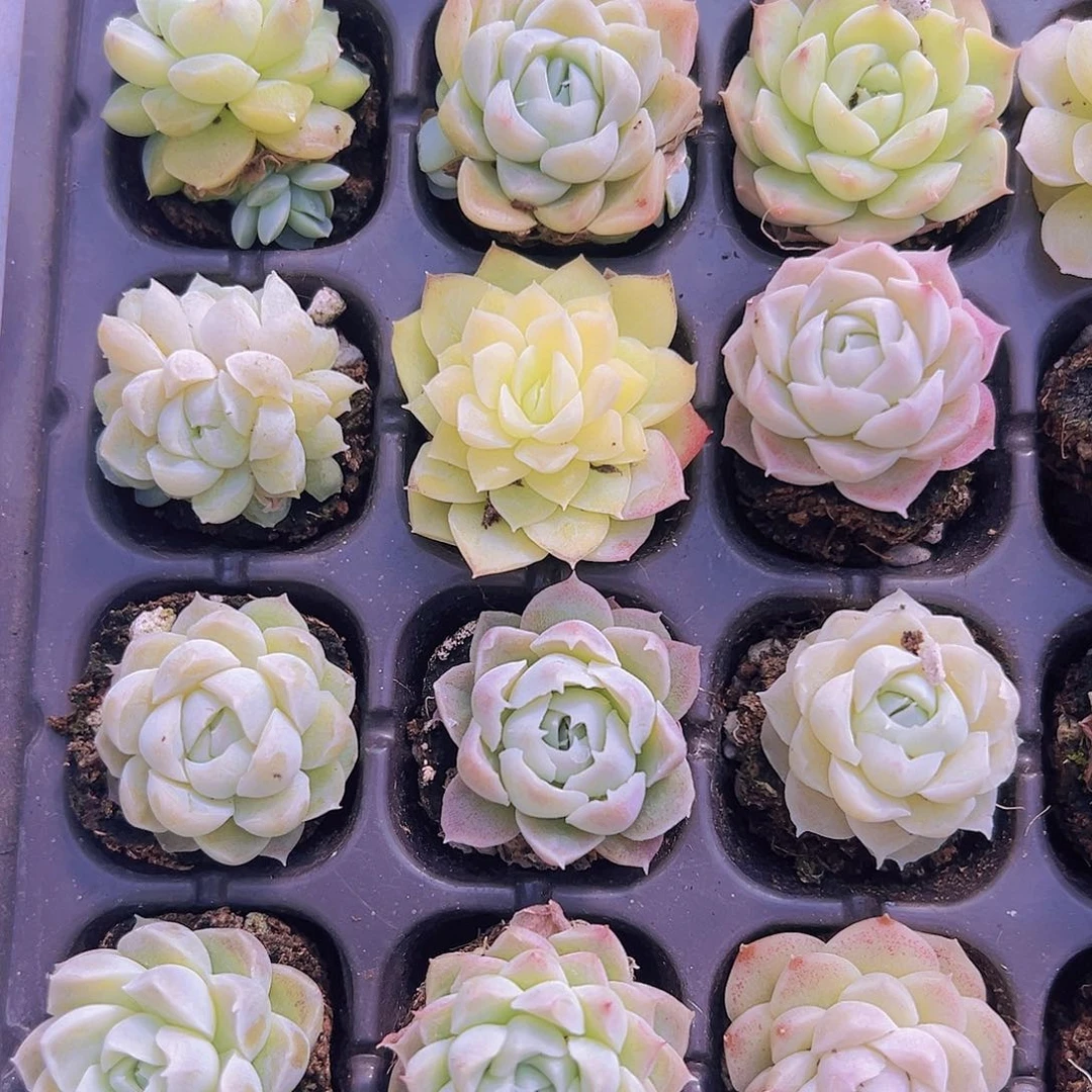 白月影杂5个19包邮