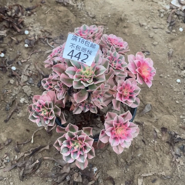 422粉女巫桩不太直1