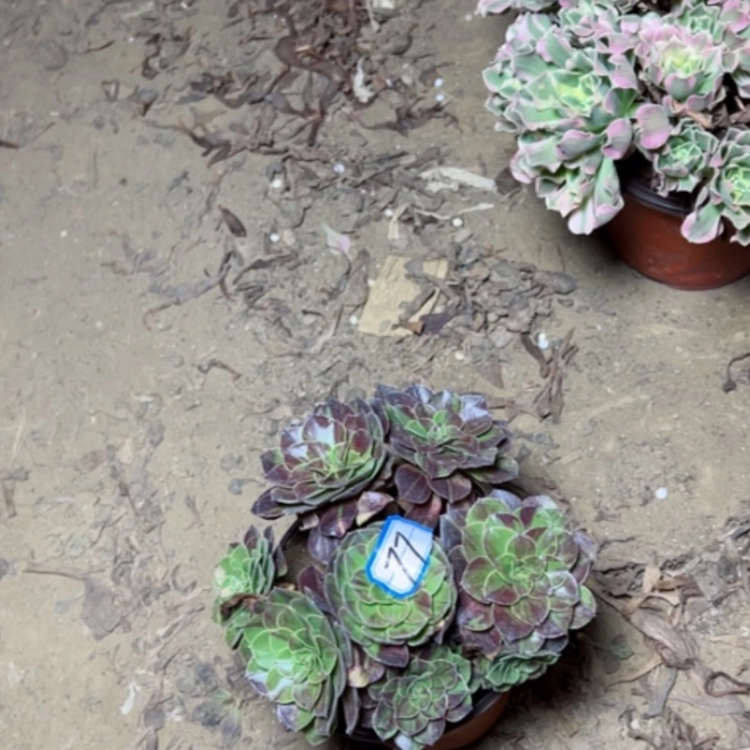 【闪购商品】用****9花月夜77