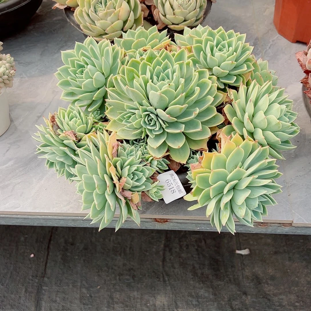 跳*床6518三色堇多肉植物