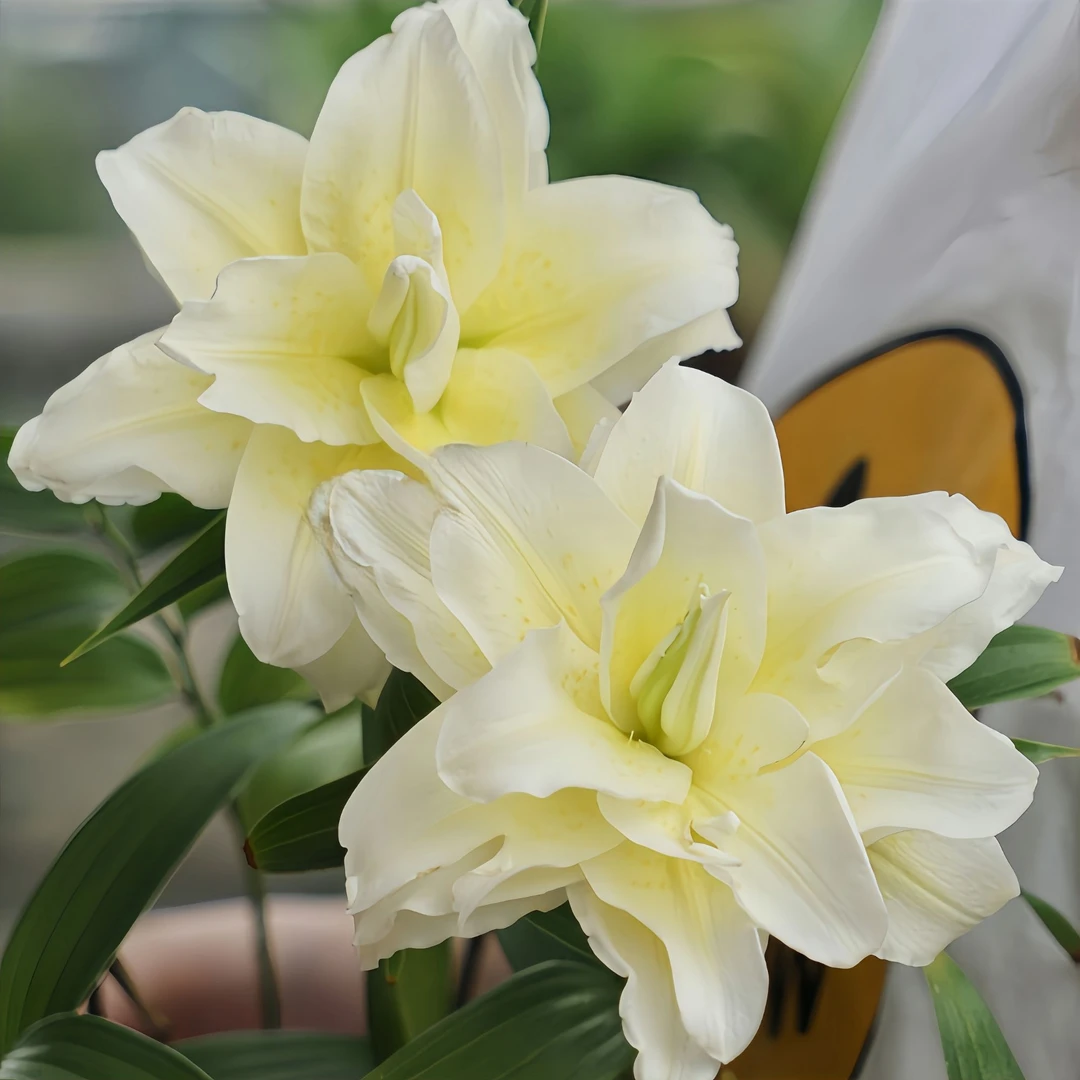 【路德维娜】香水百合种球带芽盆栽多头四季绿植花卉室内外重瓣进口