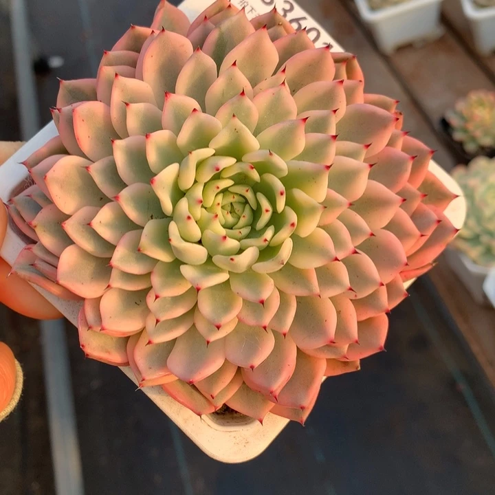 无花朵原始绿爪锦多肉植物