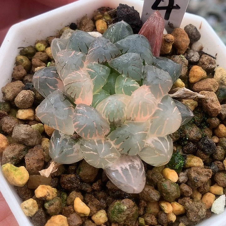 4号冰灯玉露锦一物一拍