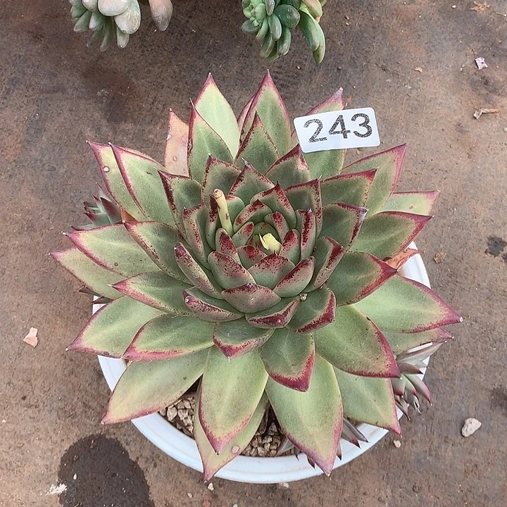 243乌木一物一拍多肉