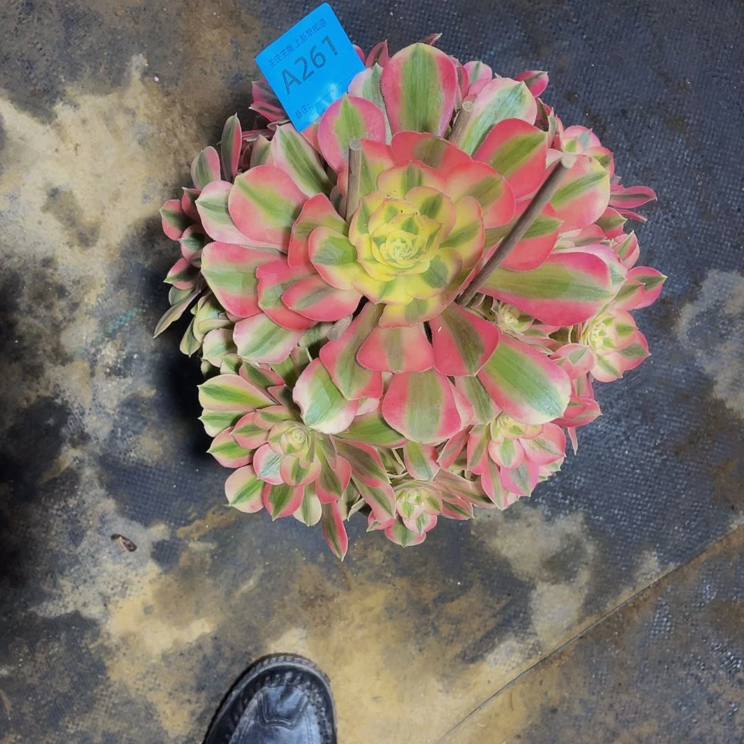 多肉粉女巫000000061