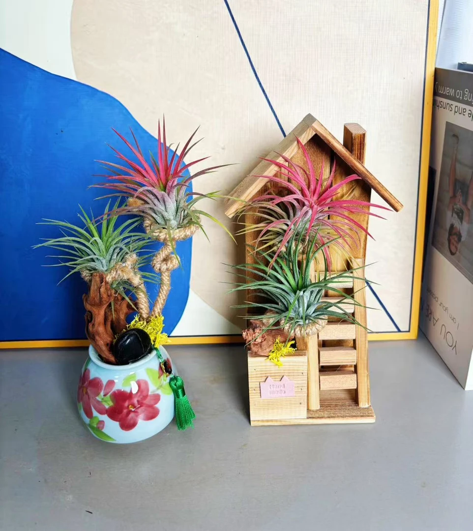 〖空气凤梨〗木屋花瓶造型 桌面摆放观赏植物 好养多年生四季观叶