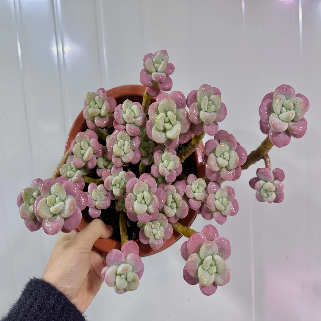 红洛神阳台庭院多肉植物天鹅绒肉肉净化空气老桩好养植物多肉