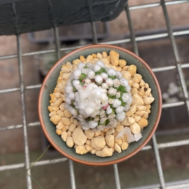 伯克利和格蕾纳等著名音乐