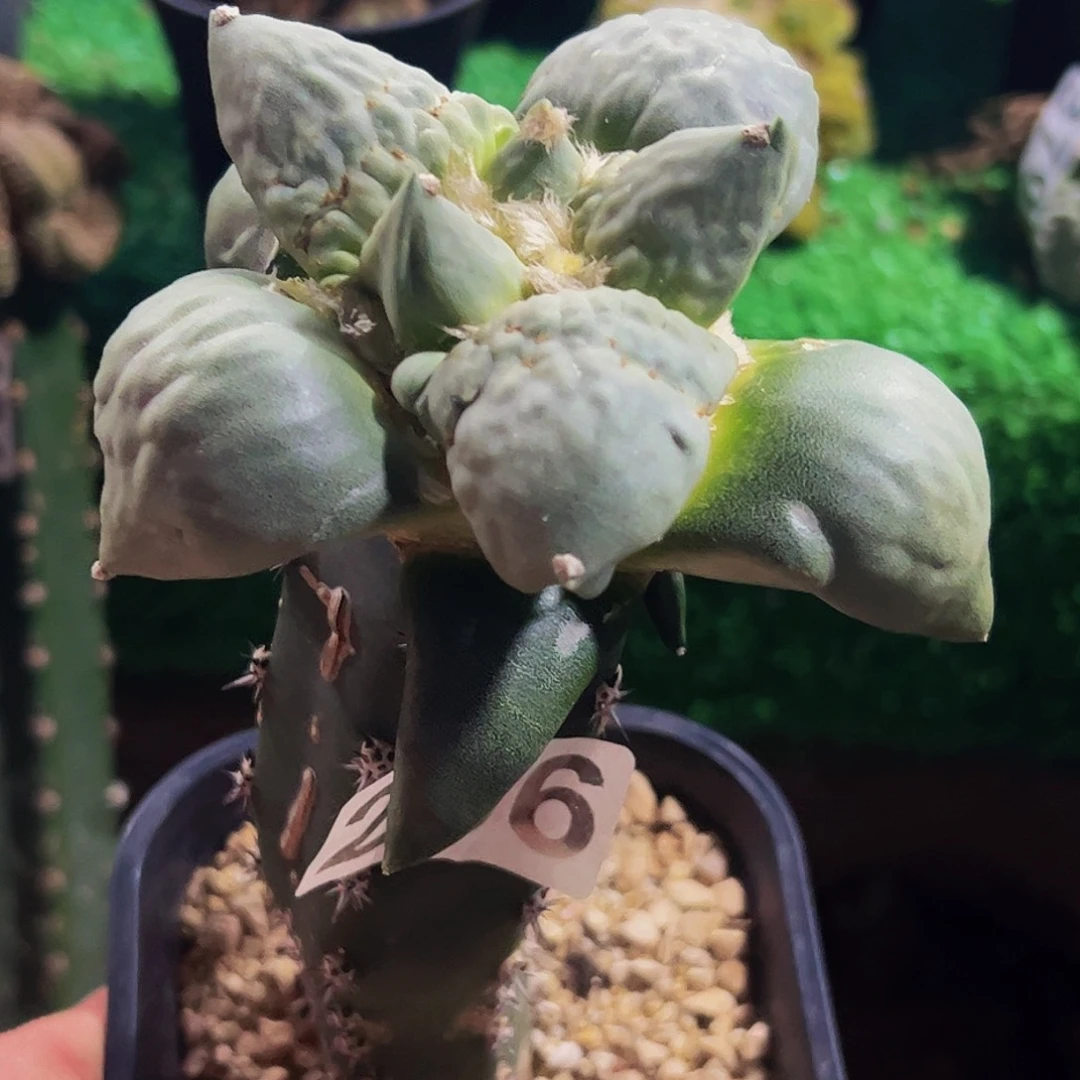 无花朵福利大型牛舌怒涛牡丹206