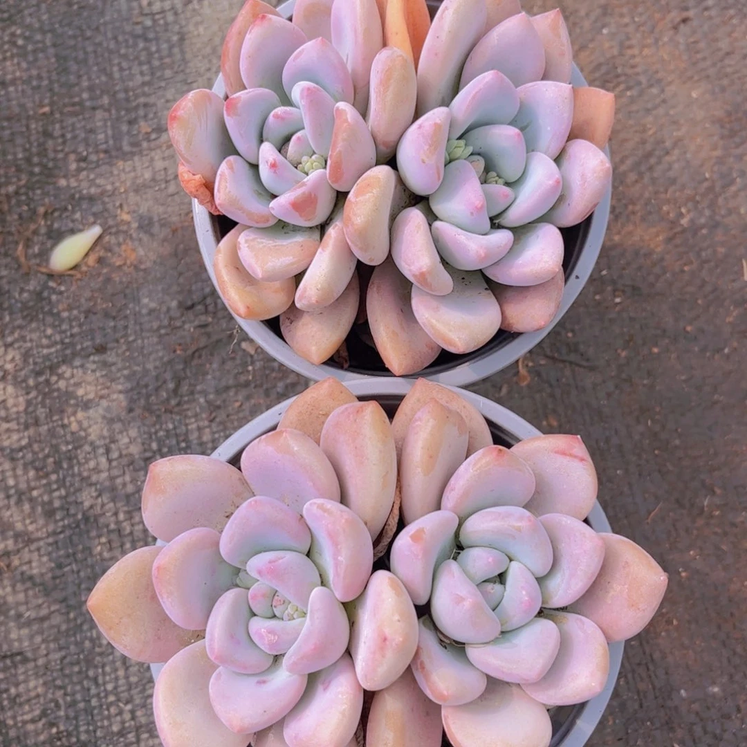 奥普双头2颗带盆发