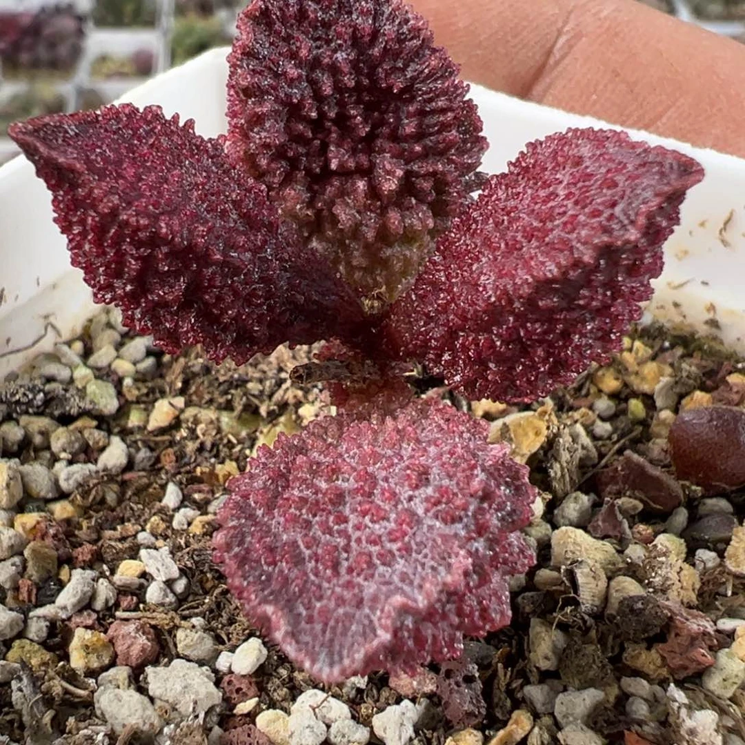 实生新品多肉植物水泡
