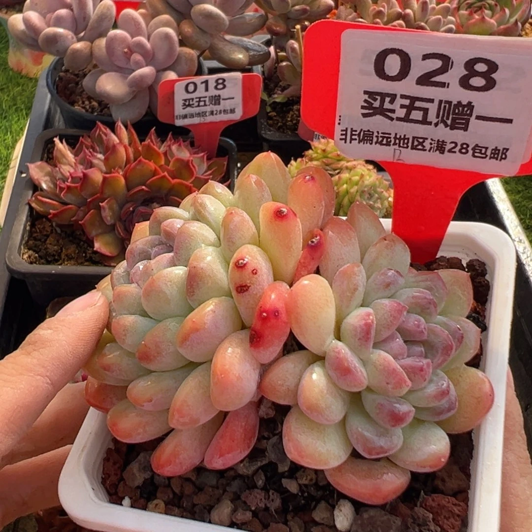 表妹精品多肉028.