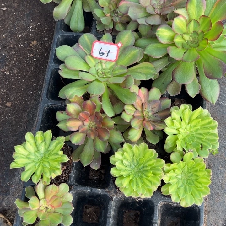 多肉植物61不售后