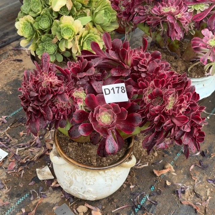 美杜莎缀多肉植物不包损178