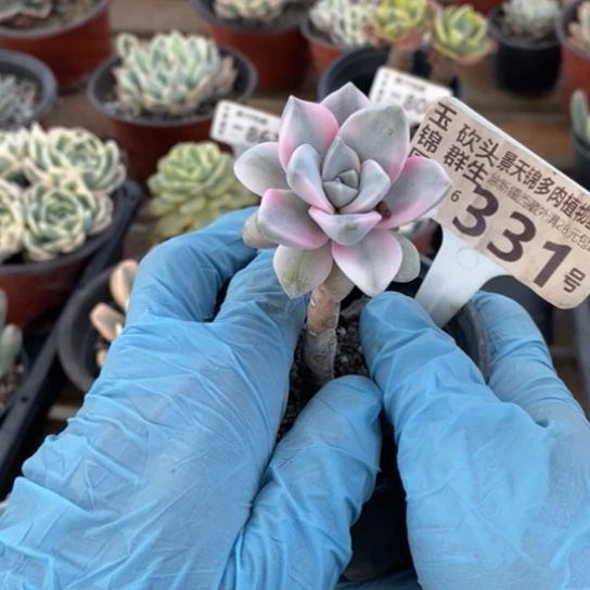 331一一一一一一一