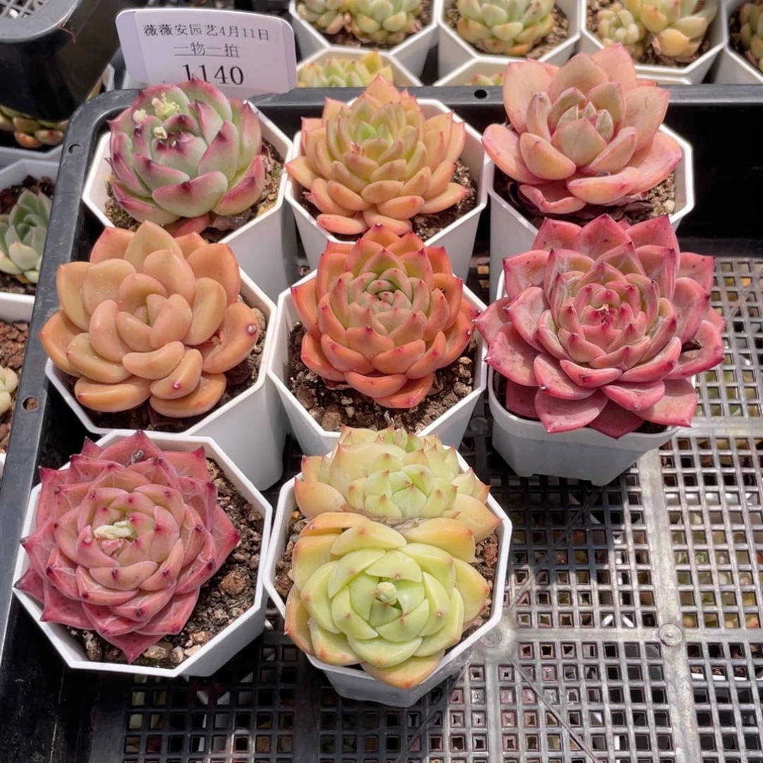 薇薇安园艺多肉1140